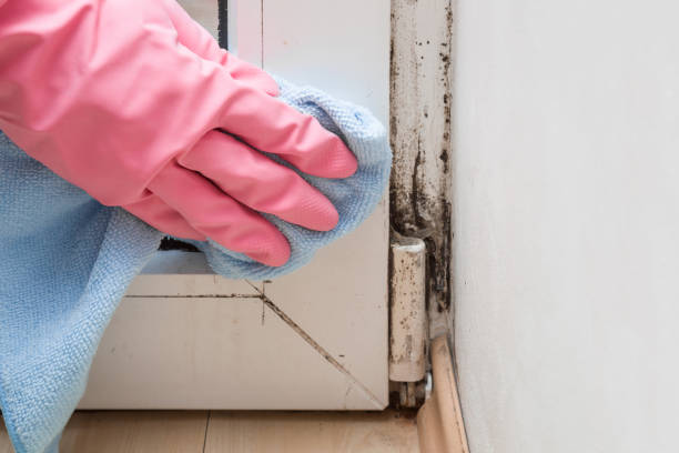 Mold Removal for HVAC Installations in Humble, TX